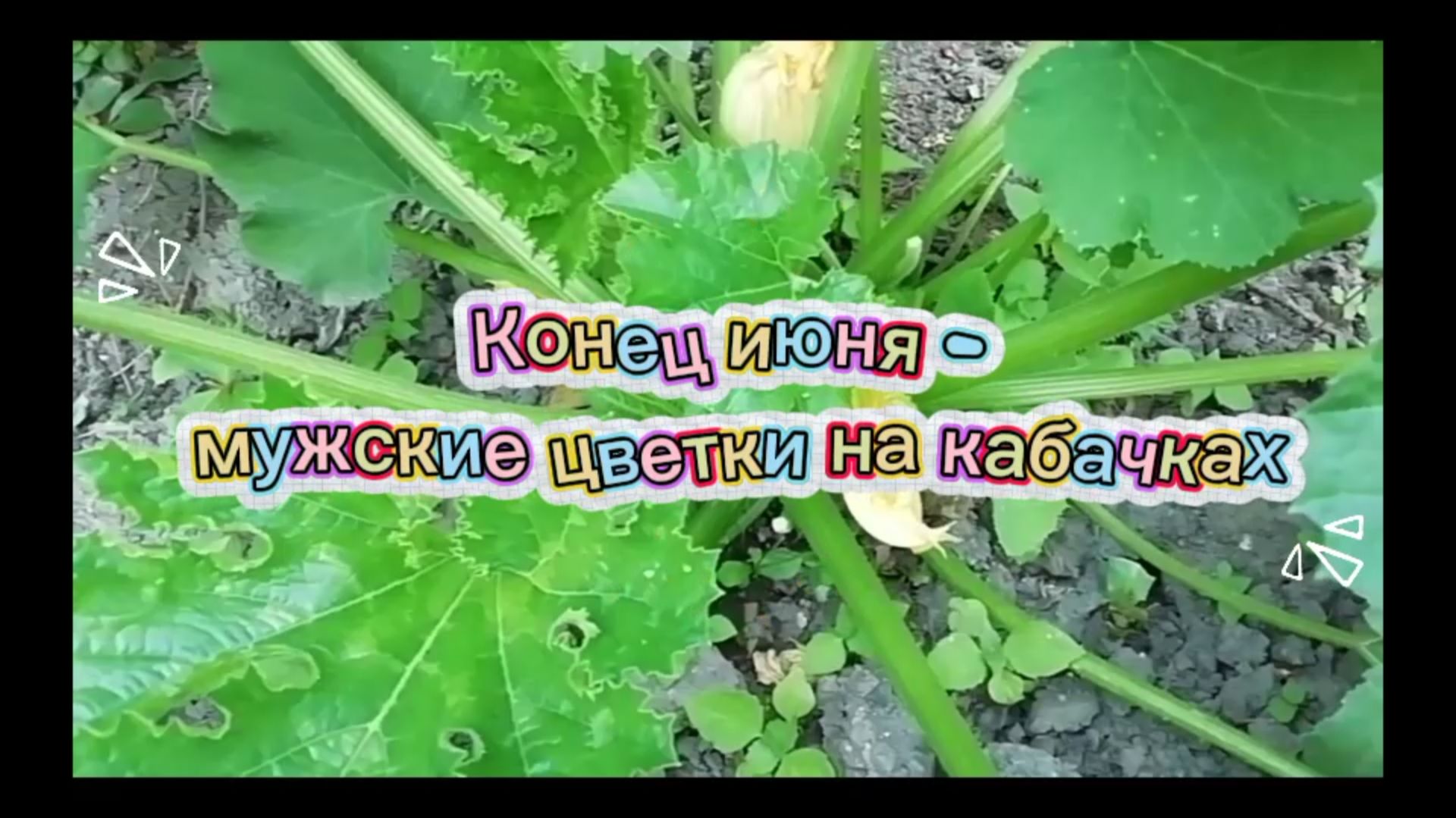 Кабачки - конец июня, цветки только мужские😟