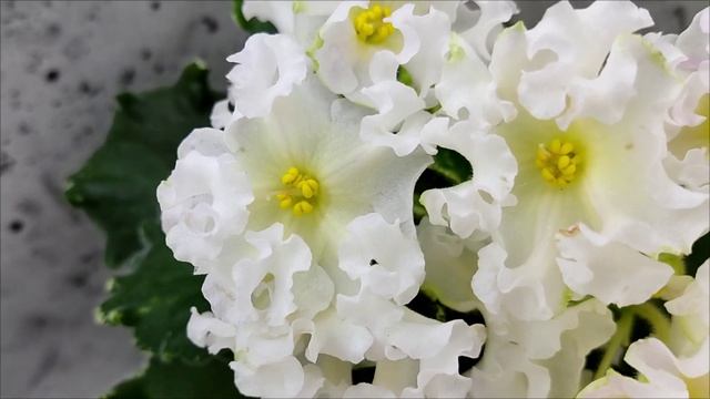 Фиалки. Селекция Dn- Дмитрия Денисенко