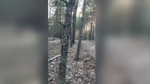 божья коровка