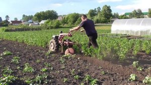 Второе окучивание картошки.Нюансы регулировок окучника.