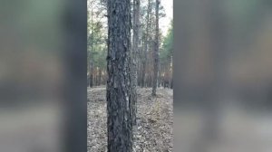 естественная красота