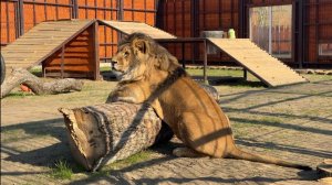 Столько дел с утра,а у Шерхана лянота #lion #zoo #bigcat #шерхан #животные #минскийзоопарк
