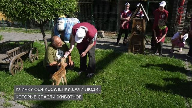 Карен Даллакян приютил косулёнка