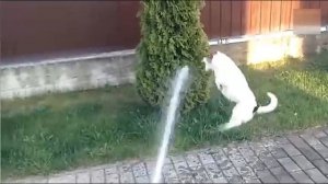 Всячинки