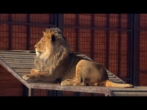 А потом Киара сделает вид что совсем не обращает на Шерхана внимания #lion #bigcat #шерхан