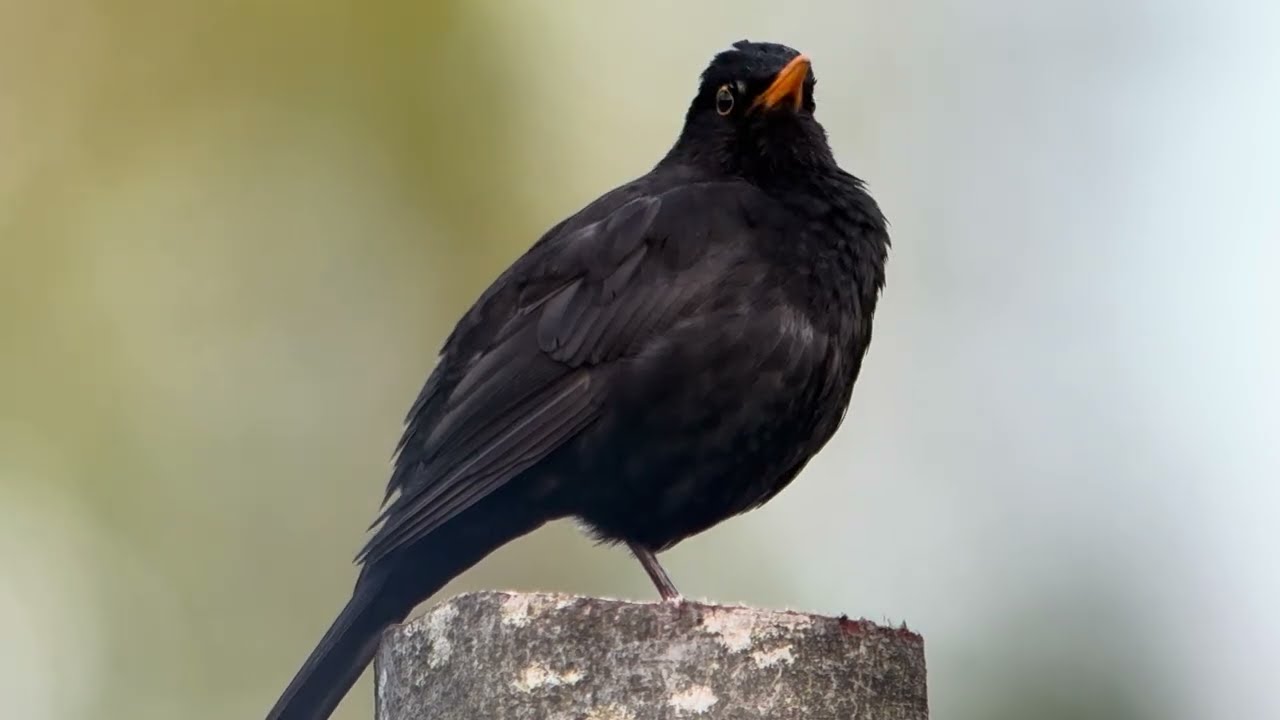 Птицы России. Бёрдвотчинг. Birdwatching. Дигископинг. Digiscoping. смотреть онлайн