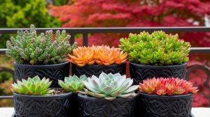 Суккуленты на улице 🌵. Балконный рай🍀