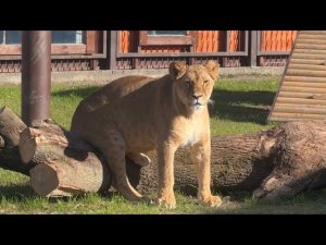 Смотри, Шерхан,как правильно на бревне сидеть! #lion #bigcat #zoo #шерхан #животные #animals