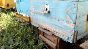 Без маточная семья или отводок - беда на пасеке.