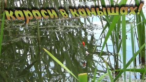 Рыбалка на поплавочную удочку, в камышах! Почистил место, и наловил прекрасных карасей!