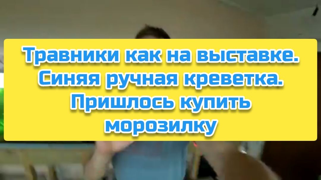 Травники как на выставке. Синяя ручная креветка. Пришлось купить морозилку смотреть онлайн