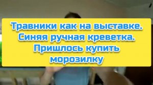 Травники как на выставке. Синяя ручная креветка. Пришлось купить морозилку