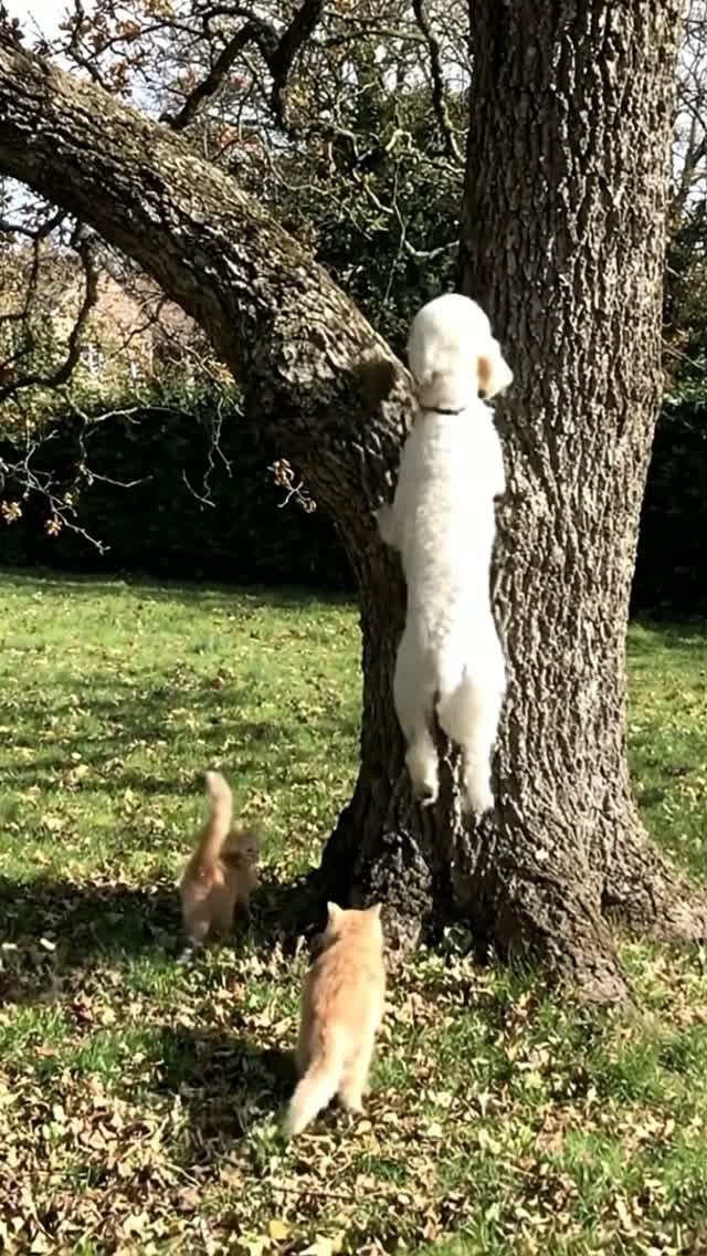 Кошки и собаки