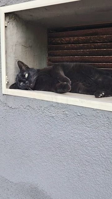 Чёрная кошечка 🤗