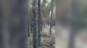 волшебный свет