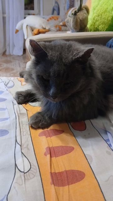 приглашаю в чат котята кюаркод в конце смотреть онлайн