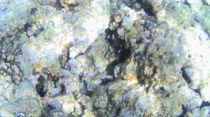Подводный мир Красного моря. Снято на камеру за 3 тысячи