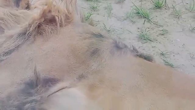 24.06.26г Иван у ШЕРхана: Шерхан спит в вольере 4,Киара спит на горке Шерхана вольер 3 смотреть онлайн