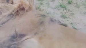 24.06.26г Иван у ШЕРхана: Шерхан спит в вольере 4,Киара спит на горке Шерхана вольер 3