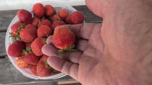 Собрали 13 л клубники