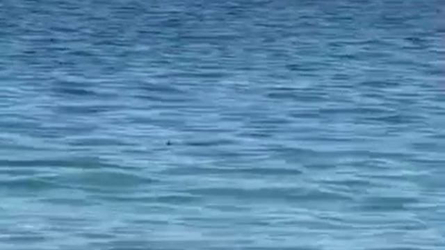 Акулы подплыли к берегу в Приморье. В бухте Триозерье отдыхающие сняли на видео стаю акул, смотреть онлайн