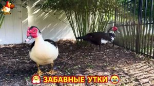 Забавные утки мускусные и пекинские на свободном выгуле со своими друзьями ч.(408) ❣️🤗😂