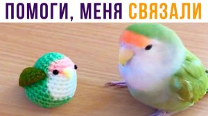 Меня СВЯЗАЛИ!) Приколы