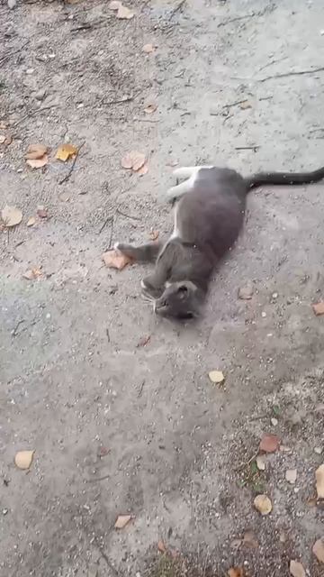Милый котик!!! 😍(моë самое первое видео выложеное в истории)