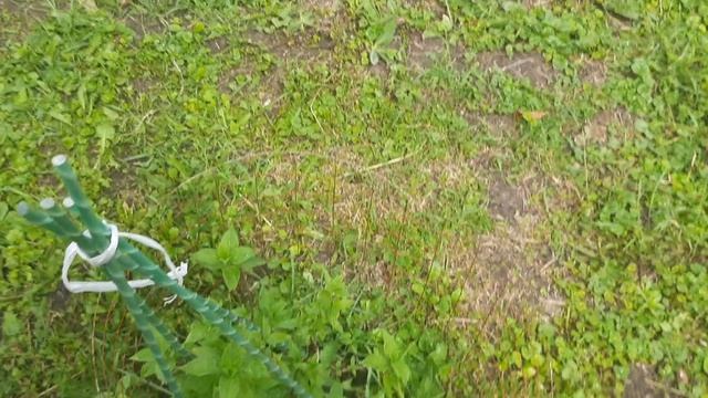 ДАЧА//20.06.2026//ПОДВЯЗАЛА ПОМИДОРЫ/ / смотреть онлайн