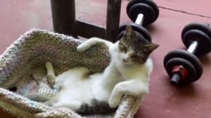 COUB №349