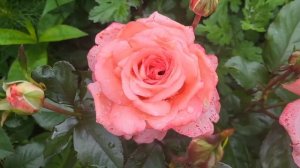 Моя роза-,,Флорибунда Вайкики.»🌹🌹🌹
