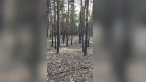березняк светлый