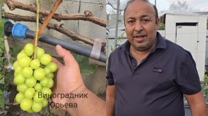 Секреты Шайн Мускат.От цветпния до хрустящей ягоды. #шайнмускат
