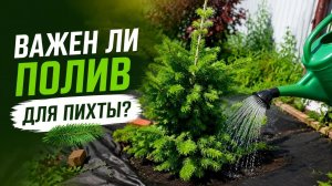 Важен ли полив для пихты