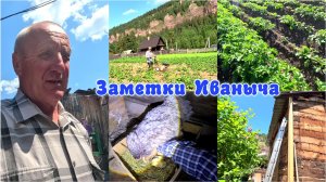 Время окучивать картошку и желтенькое пополнение