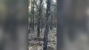 в тени деревьев