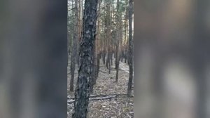 июльский лес