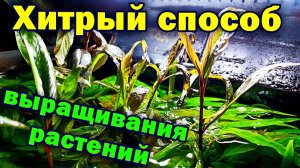 Хитрый способ выращивания аквариумных растений!