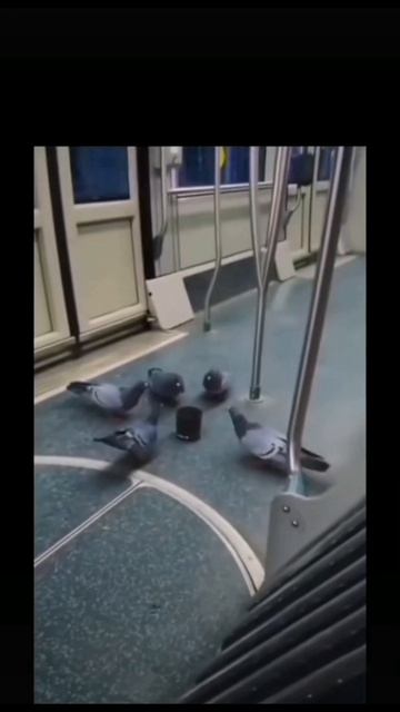 Голуби смотреть онлайн