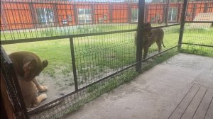 Дама ещё не готова к близкому знакомству #lion #bigcat#шерхан #animals #zoo #минскийзоопарк