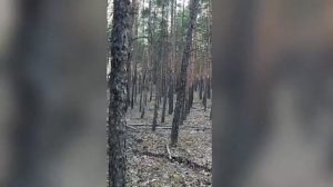 гриб под елкой