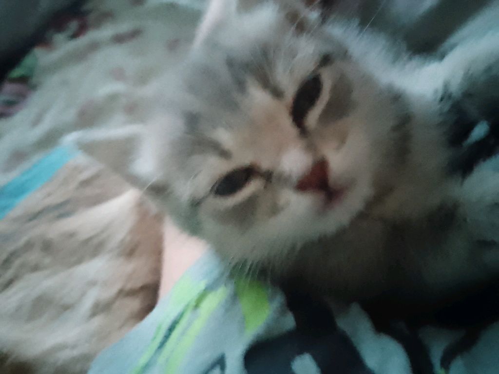 котики милые и кошки смотреть онлайн