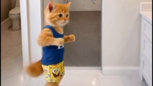 Прикольный танцующий рыжий котик
