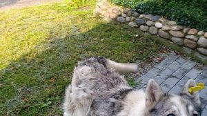 Грета в гости пришла