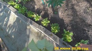 7 соток. Собрала Клубнику очень много. Хроника 28 июня 2026 год