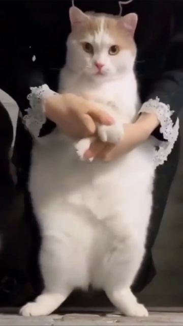 Танцующий котик смотреть онлайн