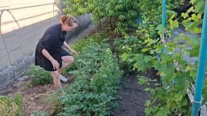 Официально Я. Скоро будет урожай