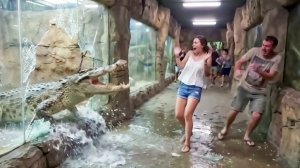 Ужасающие встречи с крокодилами снятые на камеру.