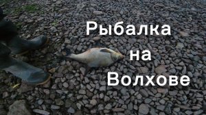 Рыбалка на Волхове