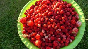 Земляника, полезная, вкусная ягода.
